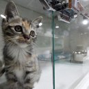 고양이 갖다버린 시모 때문에 양육권 포기하고 이혼 이미지