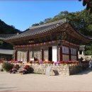 "2시간 호수 따라 걷는 천년사찰 둘레길.. 주말에 걷기좋아요" 출렁다리·숲길 산책길 명소 이미지