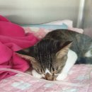 닥터코기동물병원 이미지