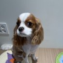 라우프독 이미지