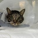 품 동물의료센터 이미지