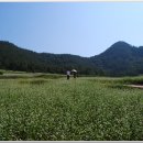 메밀꽃필무렵 이미지