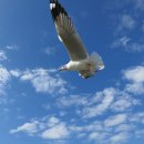 사람 그리고 새 이미지