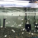 아쿠아수족관 이미지