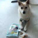 여시까까 이미지