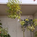 로얄바카라 이미지