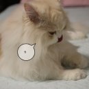 그루밍 나나 이미지