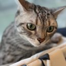 24시 글로리 동물병원 이미지