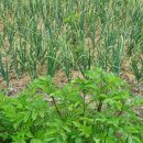 평화농장2 이미지