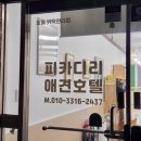 피카디리 애견호텔 네이버블로그