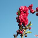 복숭아쉼터 이미지