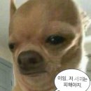 언아더데이 | 언아더데이 본식스냅 후기 만족?불만족? (실장 미지정/불친절/재재보정/앨범제작까지)