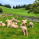 연두목장 이미지