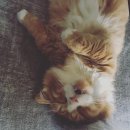 몽이냥이 이미지