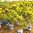 황금소나무농원 이미지