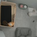 도그캐슬 이미지