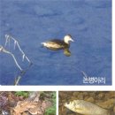 송월지 이미지