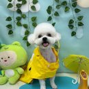 까까멍멍 이미지