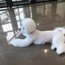 내일더예쁘개 이미지