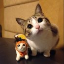 북아현동물병원 이미지