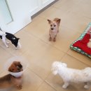 딜리동물병원 이미지