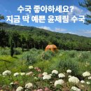 꽃길따라 | 보성 윤제림 수국 꽃길 따라 걷기, 보랏빛 여름산책 후기