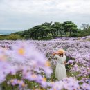 화려한 가을의 꽃 잔치"... 9월 가을 꽃 축제 TOP4 이미지