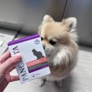 한국반려동물영양연구소 | [닥터레이판크레타/강아지소화효소제/고양이소화효소제] 반려동물 소화효소제 판크레타 급여 후기-2