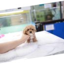 더독스 강아지분양 서울 이미지