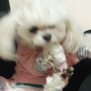 올스타동물의료센터 이미지