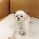 신반포로43길 35 | 서울강아지분양 초보자를 위한 말티푸입양 기준