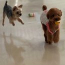 트리멍마마 이미지