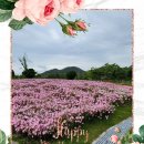 송가인공원 이미지