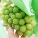 훈민농장 네이버블로그
