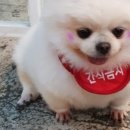 헤이독 이미지