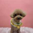 그루머로 이미지