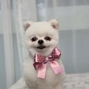 방울이네 펫살롱 이미지