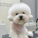 비마인 독 이미지