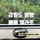 양양블루베리 | 강원도 양양::배배 젤라또_배배, 블루배리요거트, 소금우유 후기