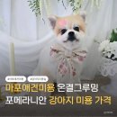 그루밍애견미용 | 마포애견미용 후기 온결그루밍 포메라니안 강아지미용 가격