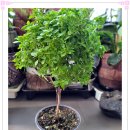 하얀허브 이미지