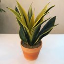 식물로부터 이미지