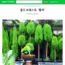 지제2동마을회관 | 지제2동 저면관수화분으로 키우는 율마와 애플민트,로즈마리 간단한 물 보충방법