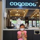 코코독(cocodog) 이미지