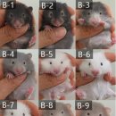 부산햄스터분양 행복햄 이미지