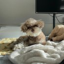 제이제이펫 | 마산애견미용, 제이펫살롱 다녀 온 후기