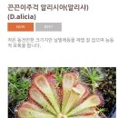 프리티빅마우스