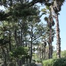 제주 올레길 8코스 이미지