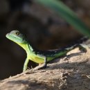 초록도마뱀 이미지