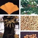식물성 정력식품 14가지 이미지